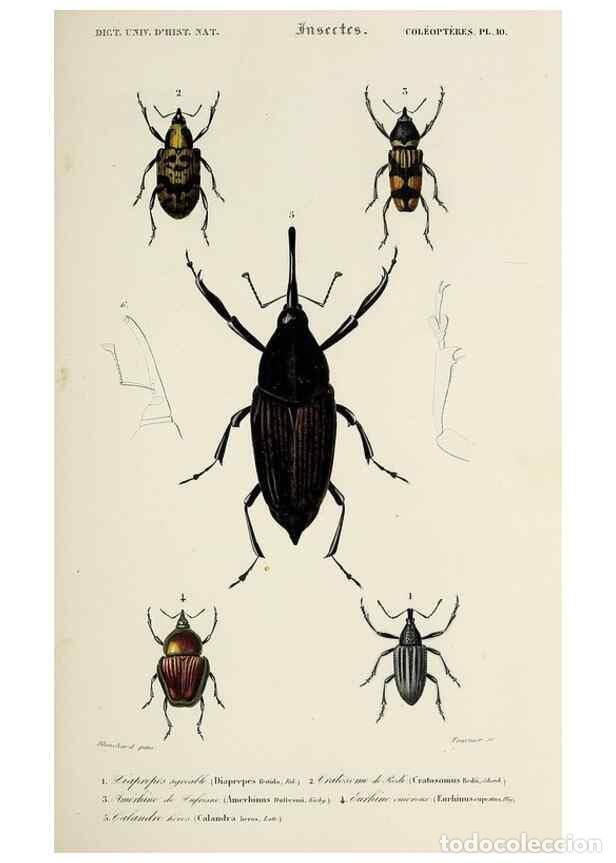 Collection Magazines and Newspapers: Reproducci&oacute;n/Reproduction 49724560872: Dictionnaire universel d'histoire naturelle :. Paris :Chez le