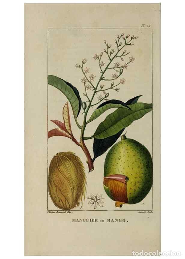 Collection Magazines and Newspapers: Reproducci&oacute;n/Reproduction 49742625753: Flore pittoresque et m&eacute;dicale des Antilles, ou, Histoire natu
