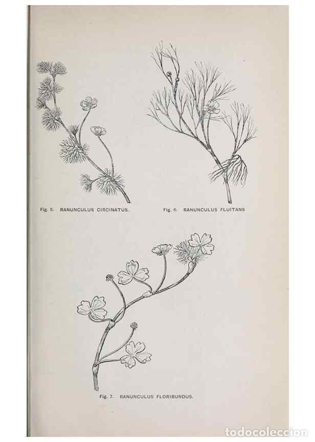 Collection Magazines and Newspapers: Reproducci&oacute;n/Reproduction 49742699293: The flora of the Liverpool district /. Liverpool :D. Marples