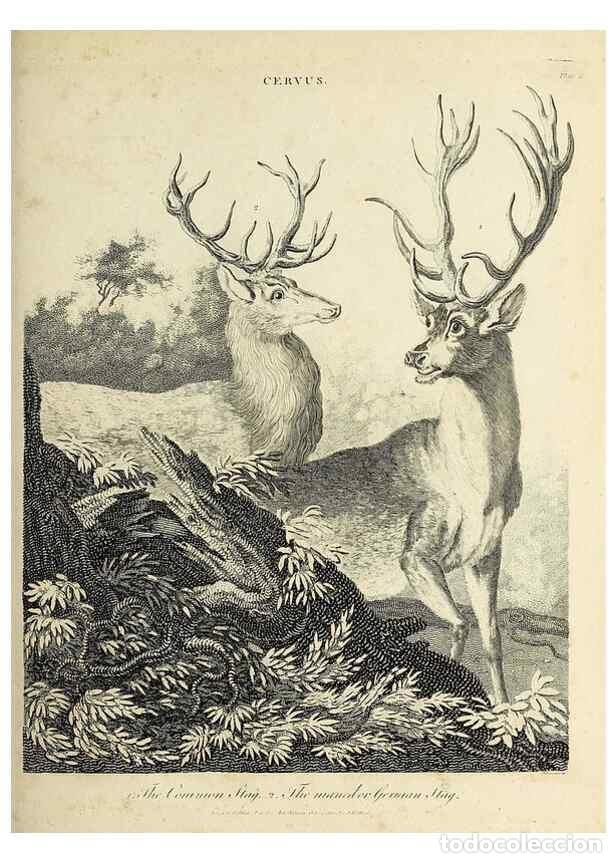 Collection Magazines and Newspapers: Reproducci&oacute;n/Reproduction 49753591483: Encyclopaedia londinensis, or, Universal dictionary of arts,