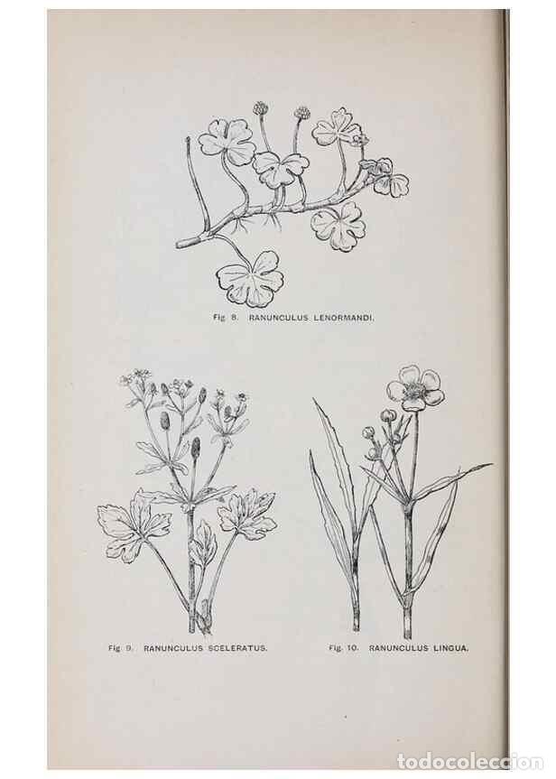 Collection Magazines and Newspapers: Reproducci&oacute;n/Reproduction 49742699693: The flora of the Liverpool district /. Liverpool :D. Marples