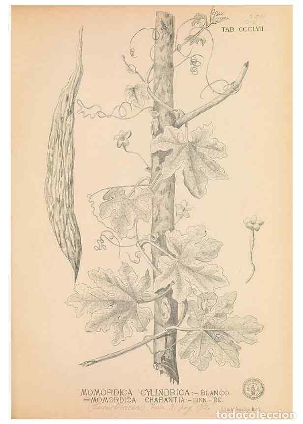 Collectionnisme de Revues et Journaux: Reproducci&oacute;n/Reproduction 49746667578: Flora de Filipinas,. Manila,Estab. tip. de Plana y ca.,1877-8