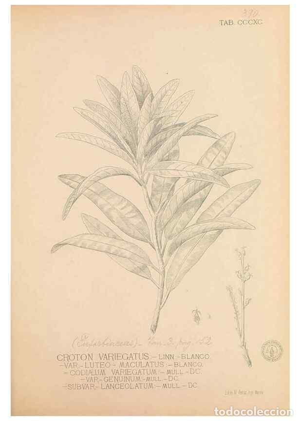 Collectionnisme de Revues et Journaux: Reproducci&oacute;n/Reproduction 49747542792: Flora de Filipinas,. Manila,Estab. tip. de Plana y ca.,1877-8