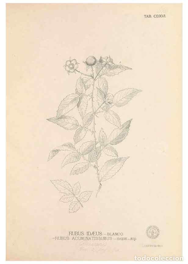 Collectionnisme de Revues et Journaux: Reproducci&oacute;n/Reproduction 49747222446: Flora de Filipinas,. Manila,Estab. tip. de Plana y ca.,1877-8