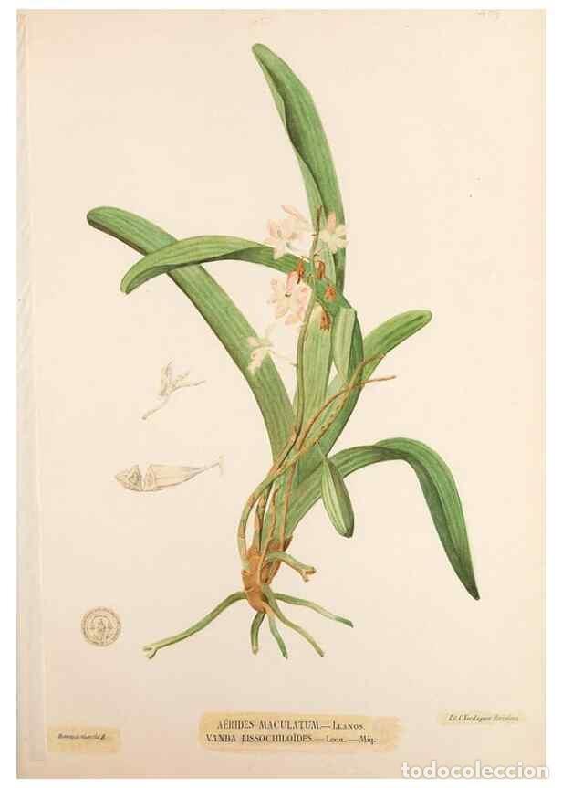 Collectionnisme de Revues et Journaux: Reproducci&oacute;n/Reproduction 49746679123: Flora de Filipinas,. Manila,Estab. tip. de Plana y ca.,1877-8