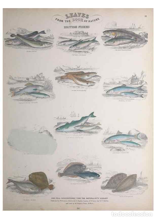 Collection Magazines and Newspapers: Reproducci&oacute;n/Reproduction 49749725647: Leaves from the book of nature,. Edinburgh :W.H. Lizars;[184-