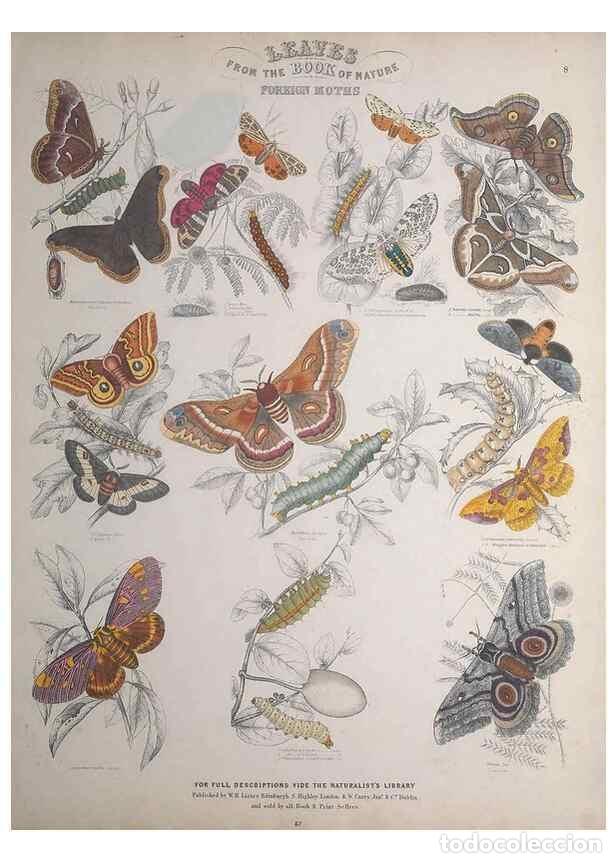 Collection Magazines and Newspapers: Reproducci&oacute;n/Reproduction 49748858698: Leaves from the book of nature,. Edinburgh :W.H. Lizars;[184-