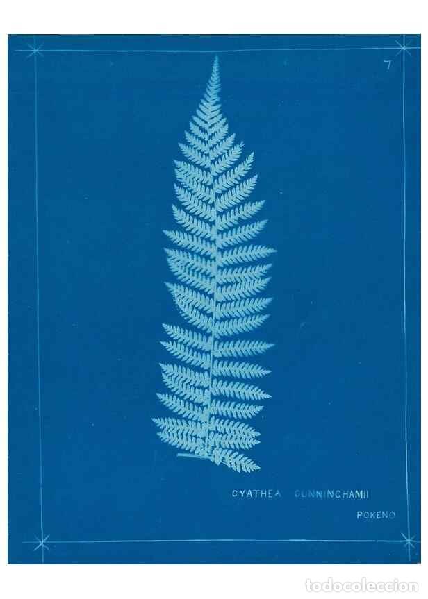 Collection Magazines and Newspapers: Reproducci&oacute;n/Reproduction 49805370143: [New Zealand ferns]. Auckland, New ZealandDobbie, H. B.1880.