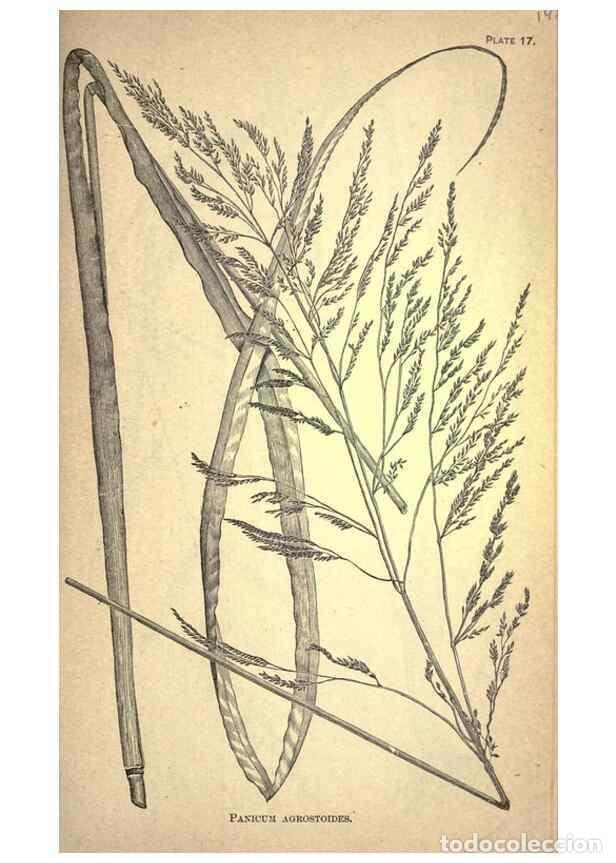 Collection Magazines and Newspapers: Reproducci&oacute;n/Reproduction 49579402002: The agricultural grasses and forage plants of the United Stat