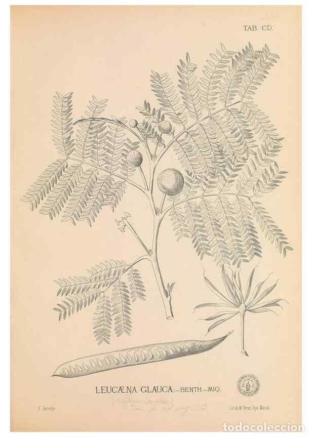 Collection Magazines and Newspapers: Reproducci&oacute;n/Reproduction 49747545367: Flora de Filipinas,. Manila,Estab. tip. de Plana y ca.,1877-8