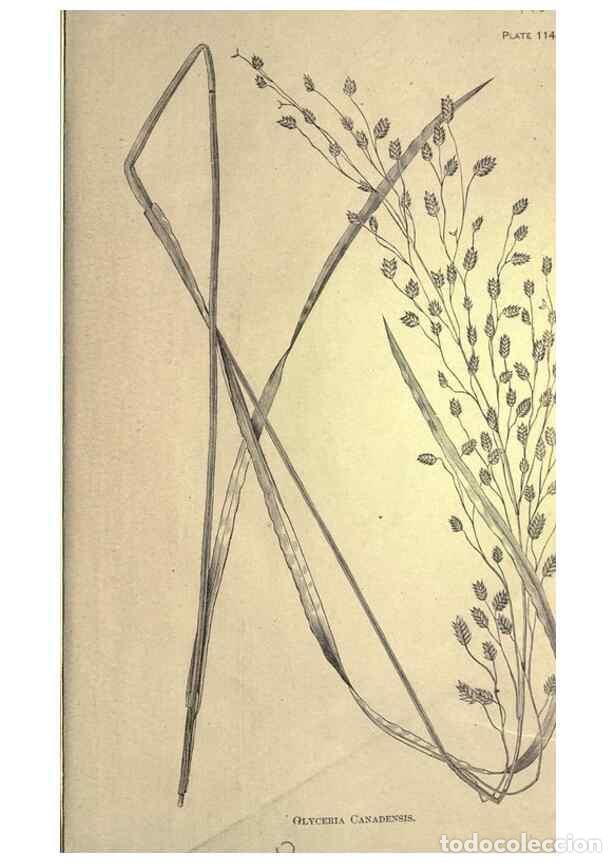 Collection Magazines and Newspapers: Reproducci&oacute;n/Reproduction 49579202606: The agricultural grasses and forage plants of the United Stat