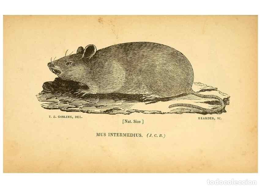 Collection Magazines and Newspapers: Reproducci&oacute;n/Reproduction 49750680326: The natural history of South Devon :. Plymouth,Printed and pu