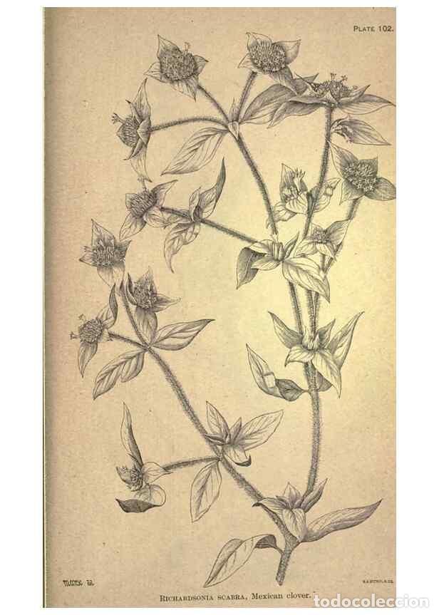 Collection Magazines and Newspapers: Reproducci&oacute;n/Reproduction 49579425672: The agricultural grasses and forage plants of the United Stat