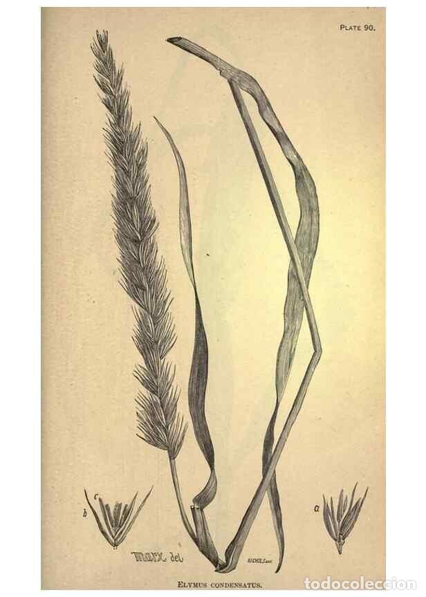 Collectionnisme de Revues et Journaux: Reproducci&oacute;n/Reproduction 49578692678: The agricultural grasses and forage plants of the United Stat