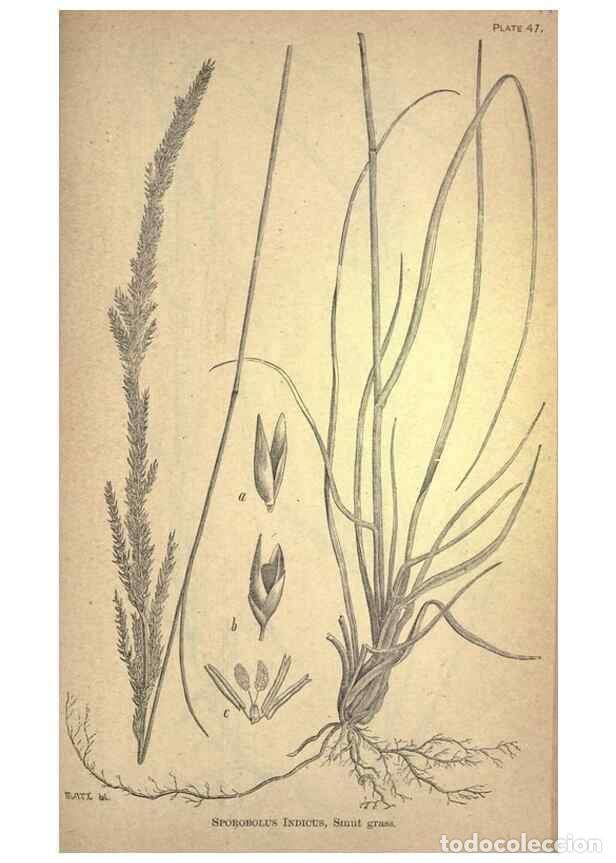 Collectionnisme de Revues et Journaux: Reproducci&oacute;n/Reproduction 49579184426: The agricultural grasses and forage plants of the United Stat