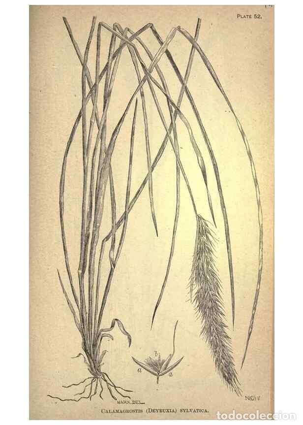 Collectionnisme de Revues et Journaux: Reproducci&oacute;n/Reproduction 49579411997: The agricultural grasses and forage plants of the United Stat