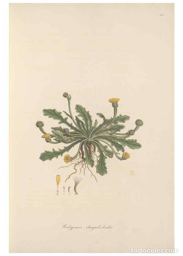 Sammeln von Zeitschriften und Zeitungen: Reproducci&oacute;n/Reproduction 49579888816: Flora Graeca, sive, Plantarum rariorum historia, quas in prov