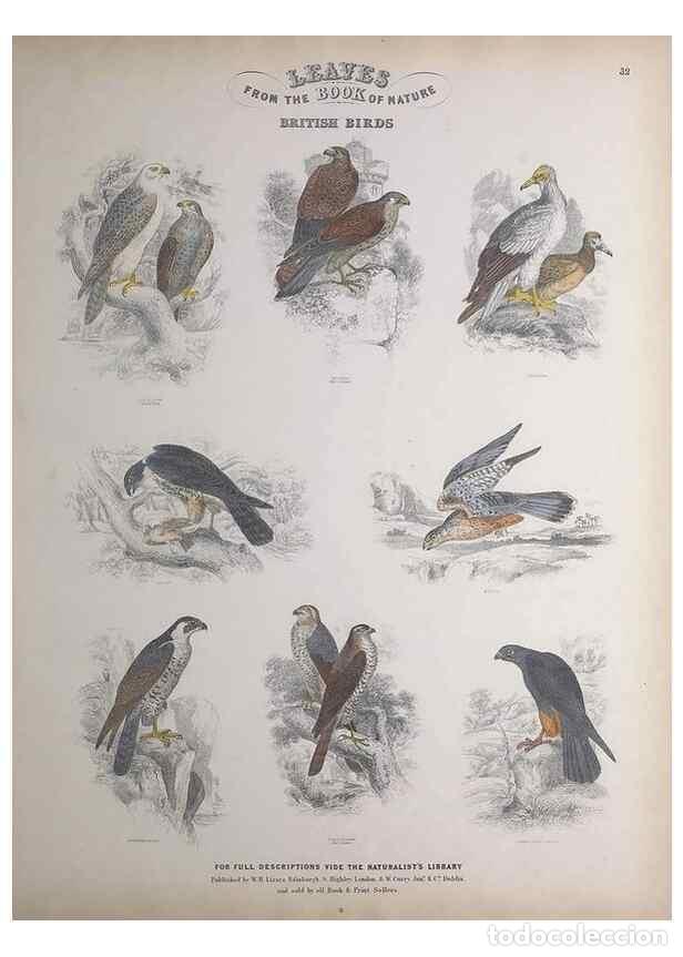 Sammeln von Zeitschriften und Zeitungen: Reproducci&oacute;n/Reproduction 49749393161: Leaves from the book of nature,. Edinburgh :W.H. Lizars;[184-