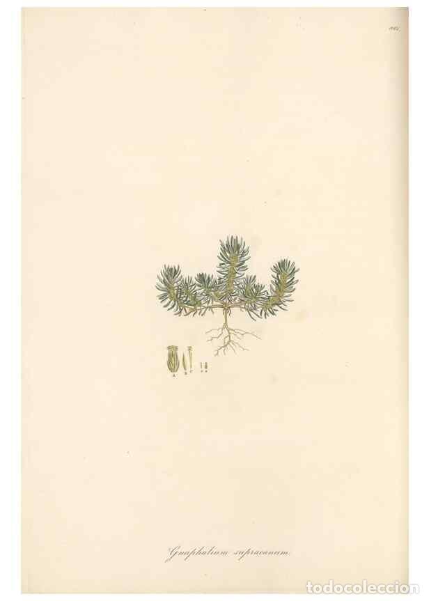 Sammeln von Zeitschriften und Zeitungen: Reproducci&oacute;n/Reproduction 49579403243: Flora Graeca, sive, Plantarum rariorum historia, quas in prov