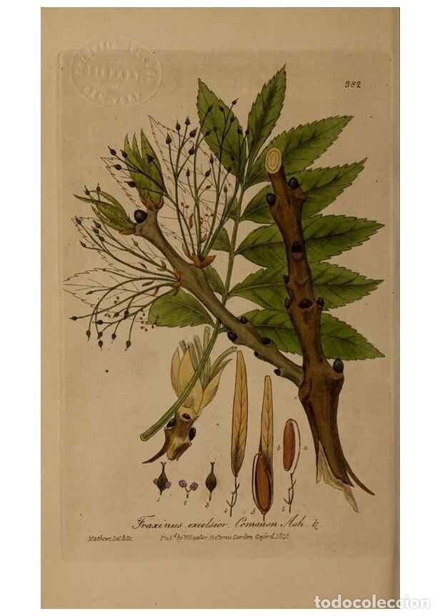 Sammeln von Zeitschriften und Zeitungen: Reproducci&oacute;n/Reproduction 49787614933: British phaenogamous botany,. Oxford,Published by the author,