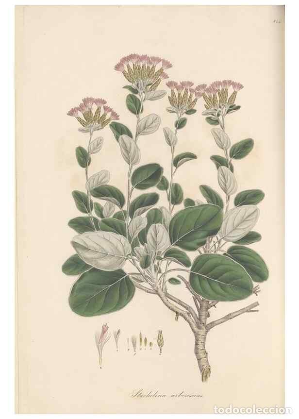 Sammeln von Zeitschriften und Zeitungen: Reproducci&oacute;n/Reproduction 49579397503: Flora Graeca, sive, Plantarum rariorum historia, quas in prov