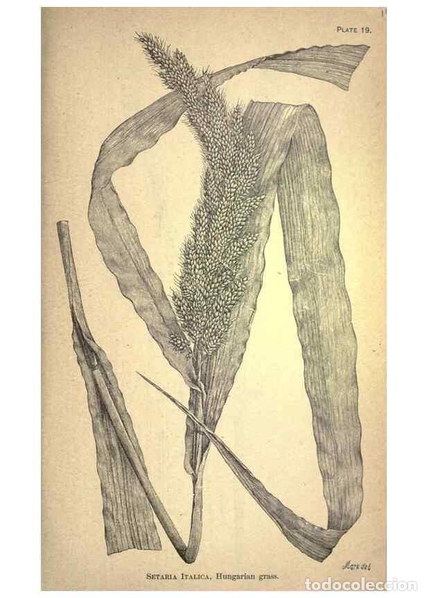 Sammeln von Zeitschriften und Zeitungen: Reproducci&oacute;n/Reproduction 49579176351: The agricultural grasses and forage plants of the United Stat