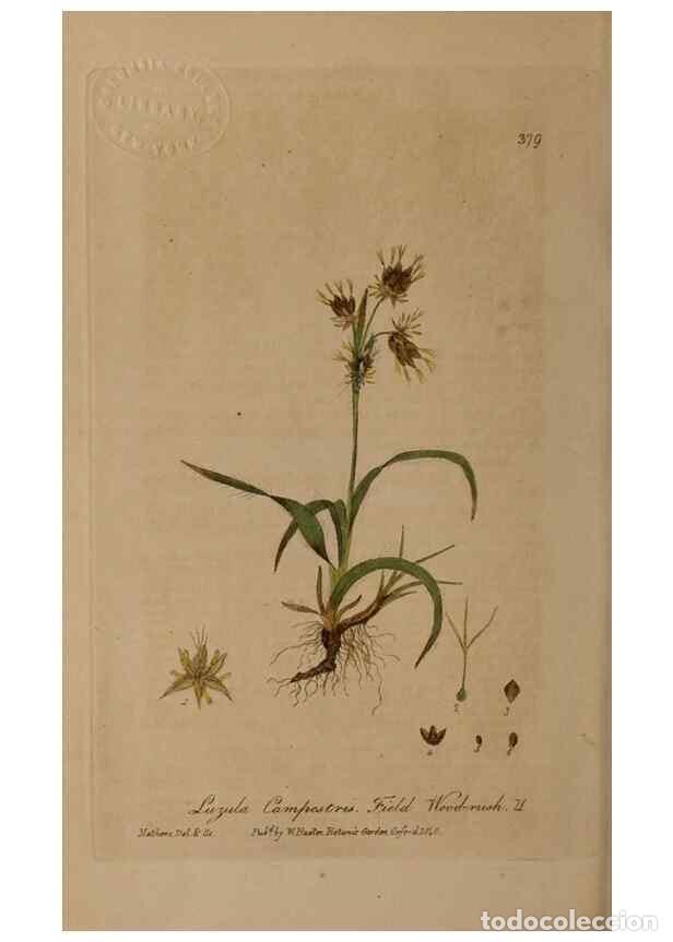 Sammeln von Zeitschriften und Zeitungen: Reproducci&oacute;n/Reproduction 49788154926: British phaenogamous botany,. Oxford,Published by the author,