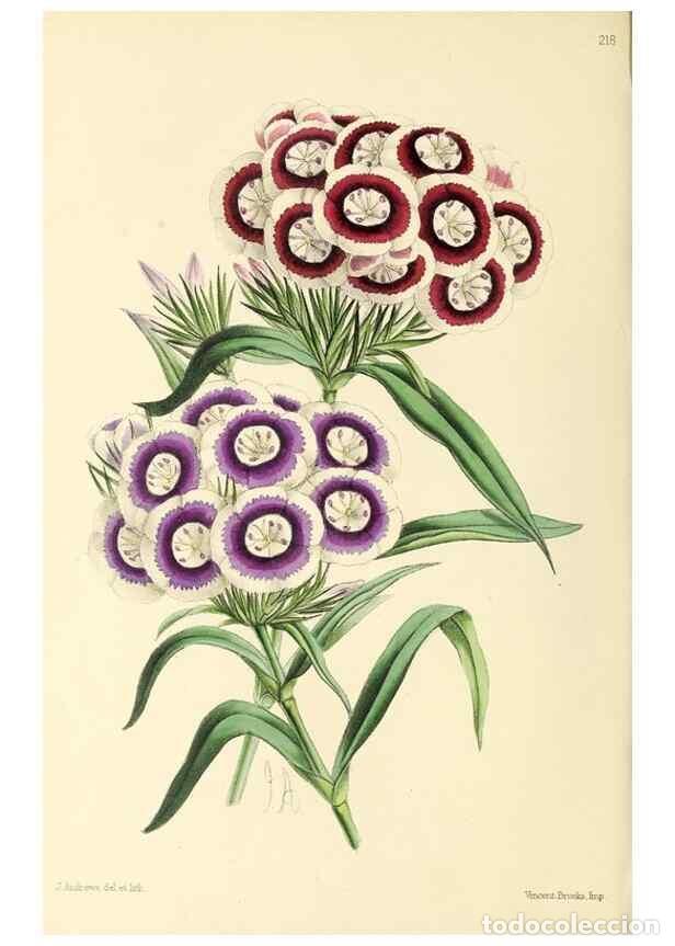 Collectionnisme de Revues et Journaux: Reproducci&oacute;n/Reproduction 49797225111: The floral magazine;. London,L. Reeve & Co.. - Dombrain, Henr