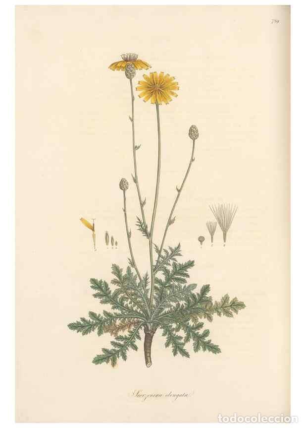 Collectionnisme de Revues et Journaux: Reproducci&oacute;n/Reproduction 49579843071: Flora Graeca, sive, Plantarum rariorum historia, quas in prov