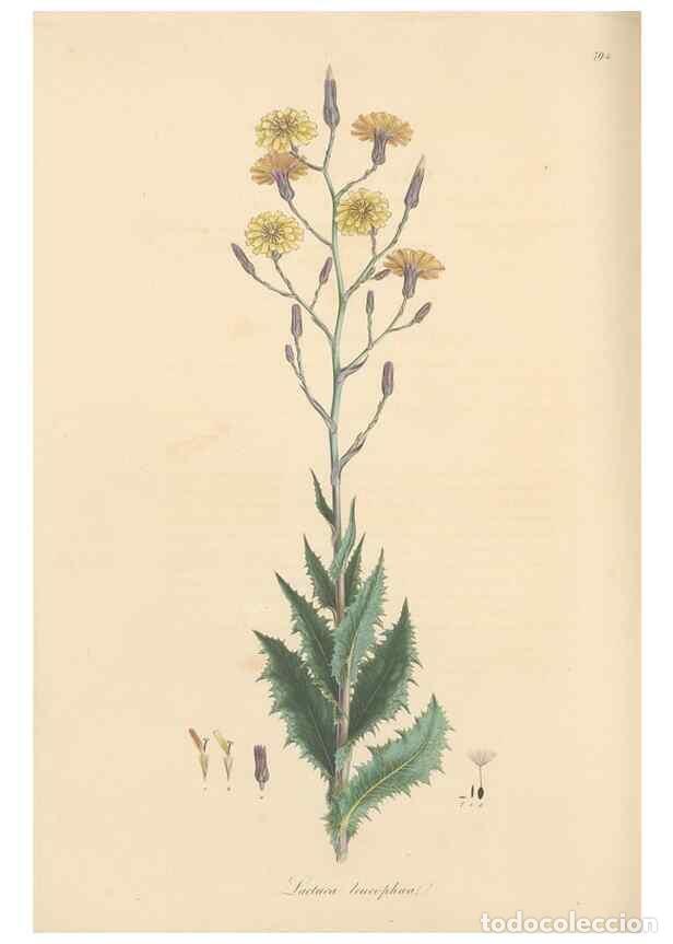 Collectionnisme de Revues et Journaux: Reproducci&oacute;n/Reproduction 49579341168: Flora Graeca, sive, Plantarum rariorum historia, quas in prov