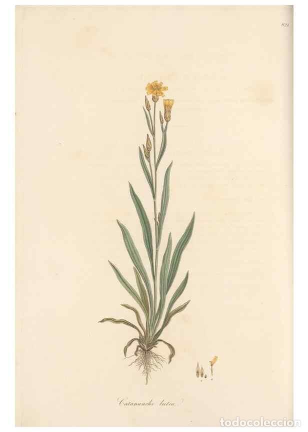 Collectionnisme de Revues et Journaux: Reproducci&oacute;n/Reproduction 49580118172: Flora Graeca, sive, Plantarum rariorum historia, quas in prov