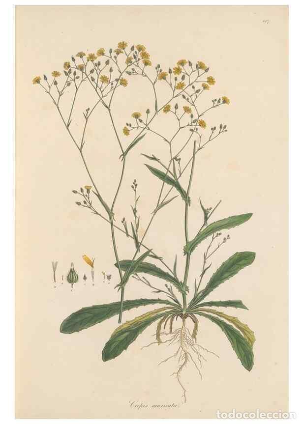 Collectionnisme de Revues et Journaux: Reproducci&oacute;n/Reproduction 49579384448: Flora Graeca, sive, Plantarum rariorum historia, quas in prov