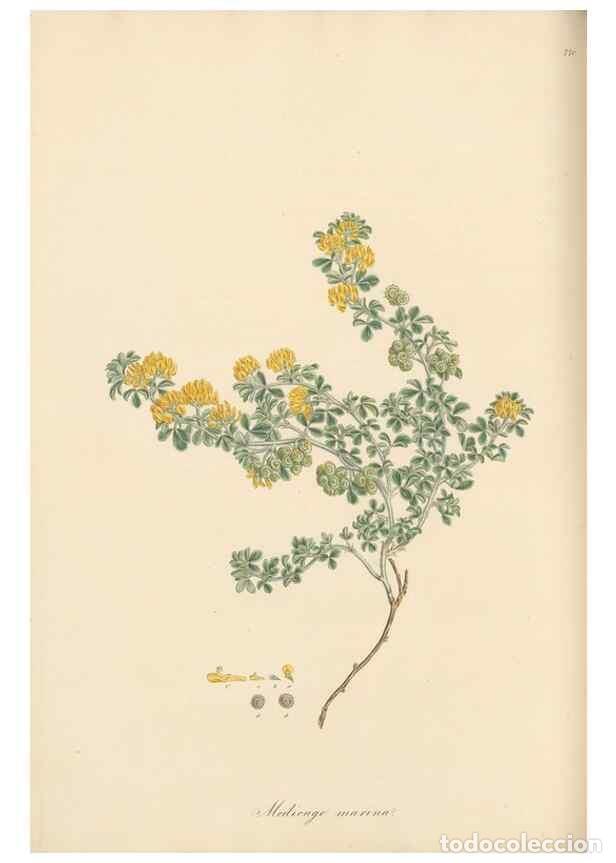 Collectionnisme de Revues et Journaux: Reproducci&oacute;n/Reproduction 49579836336: Flora Graeca, sive, Plantarum rariorum historia, quas in prov