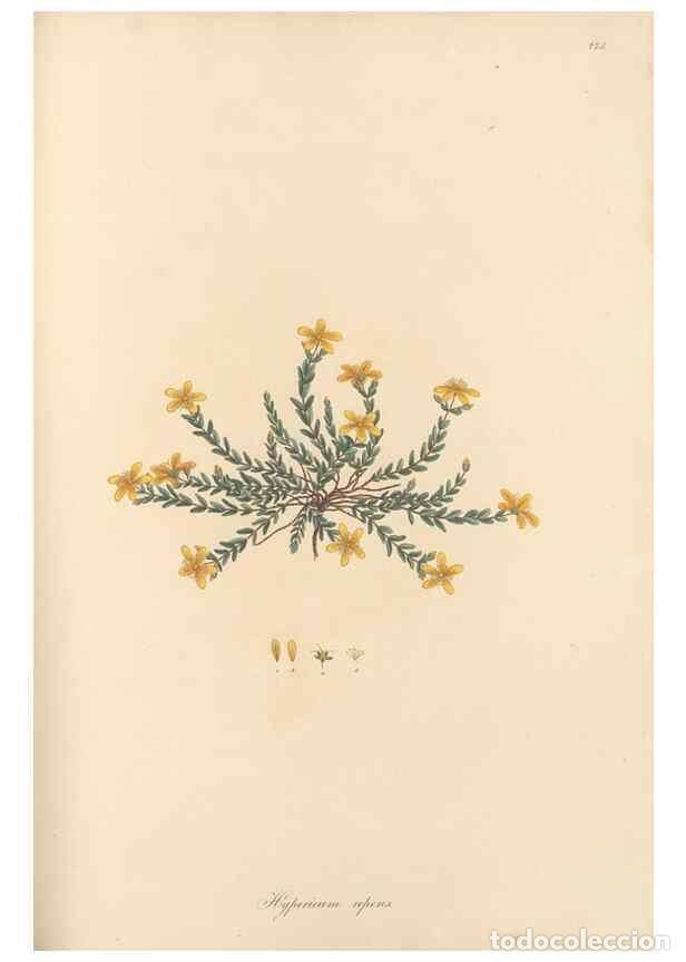 Collectionnisme de Revues et Journaux: Reproducci&oacute;n/Reproduction 49580064757: Flora Graeca, sive, Plantarum rariorum historia, quas in prov