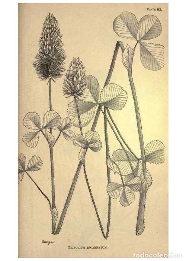 Collectionnisme de Revues et Journaux: Reproducci&oacute;n/Reproduction 49578693363: The agricultural grasses and forage plants of the United Stat