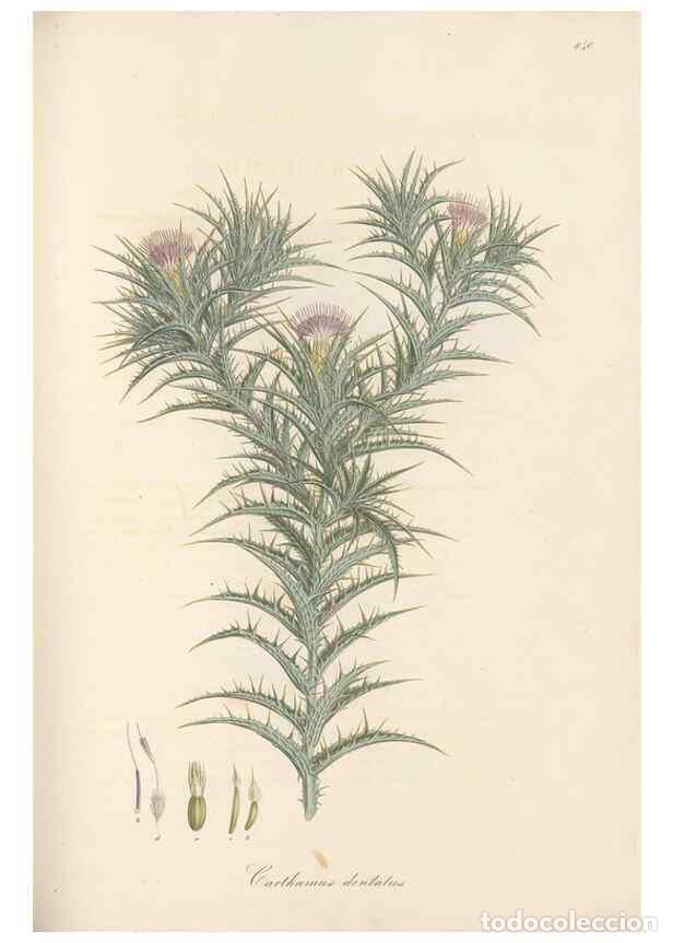 Collection Magazines and Newspapers: Reproducci&oacute;n/Reproduction 49579898126: Flora Graeca, sive, Plantarum rariorum historia, quas in prov