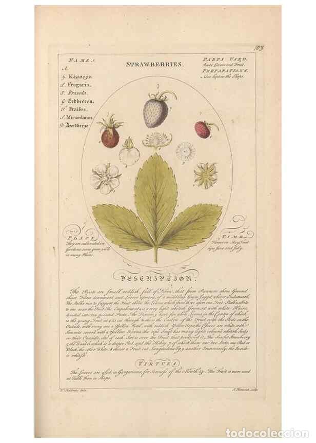 Collection Magazines and Newspapers: Reproducci&oacute;n/Reproduction 49787543633: Botanicum medicinale :. London :Printed for J. Millan, opposi