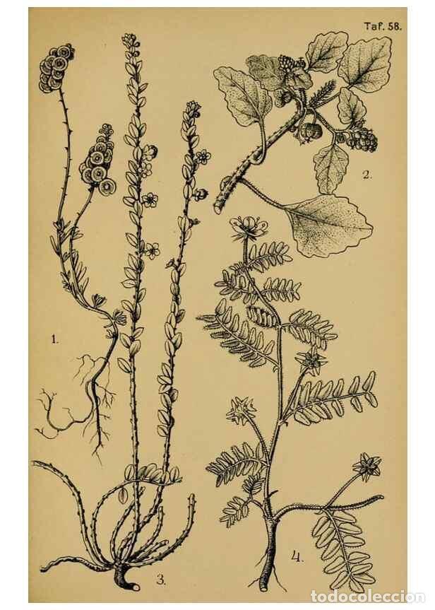 Collection Magazines and Newspapers: Reproducci&oacute;n/Reproduction 49579529431: Die Pflanzenwelt Dalmatiens /. Leipzig :W. Klinkhardt,1911..