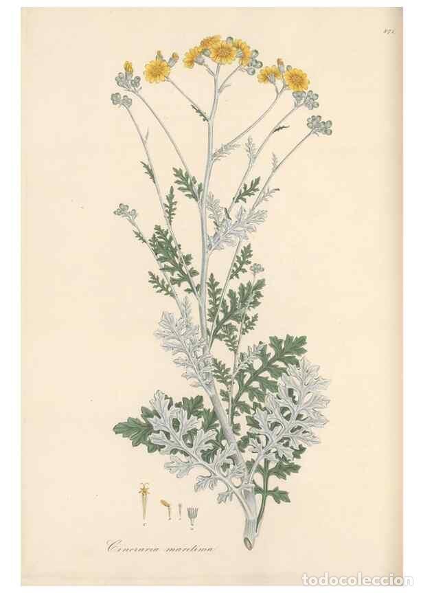 Collection Magazines and Newspapers: Reproducci&oacute;n/Reproduction 49580135772: Flora Graeca, sive, Plantarum rariorum historia, quas in prov