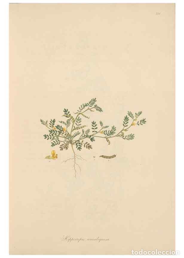 Collection Magazines and Newspapers: Reproducci&oacute;n/Reproduction 49579312943: Flora Graeca, sive, Plantarum rariorum historia, quas in prov