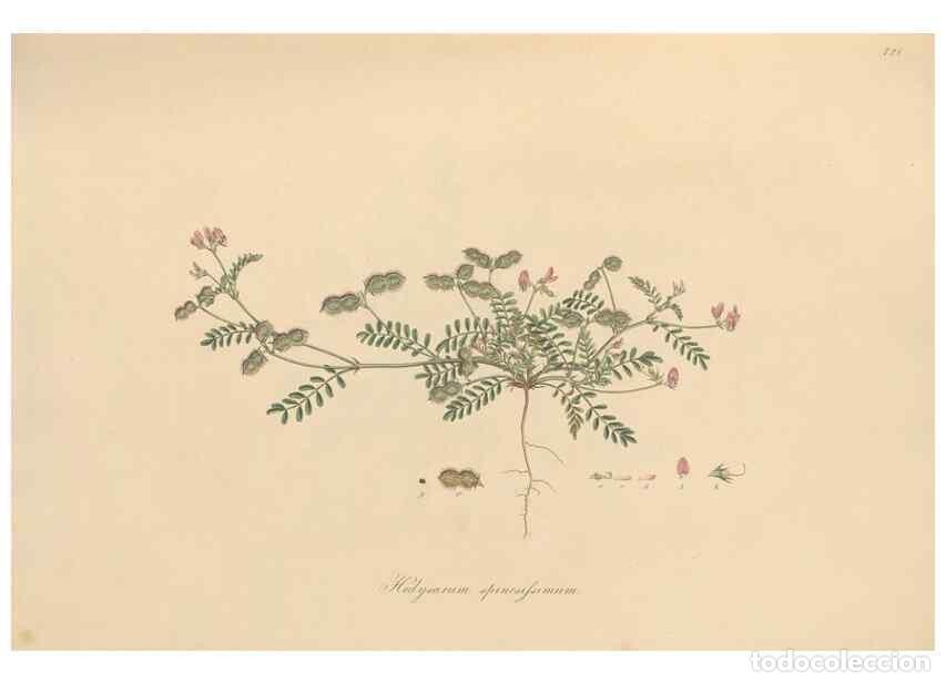 Collection Magazines and Newspapers: Reproducci&oacute;n/Reproduction 49579818136: Flora Graeca, sive, Plantarum rariorum historia, quas in prov