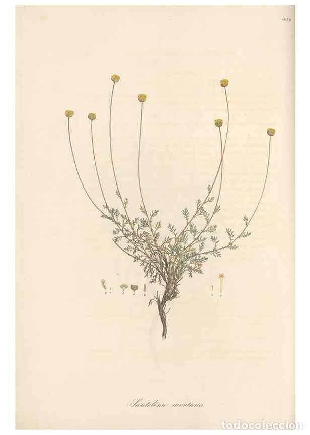 Collection Magazines and Newspapers: Reproducci&oacute;n/Reproduction 49579400073: Flora Graeca, sive, Plantarum rariorum historia, quas in prov