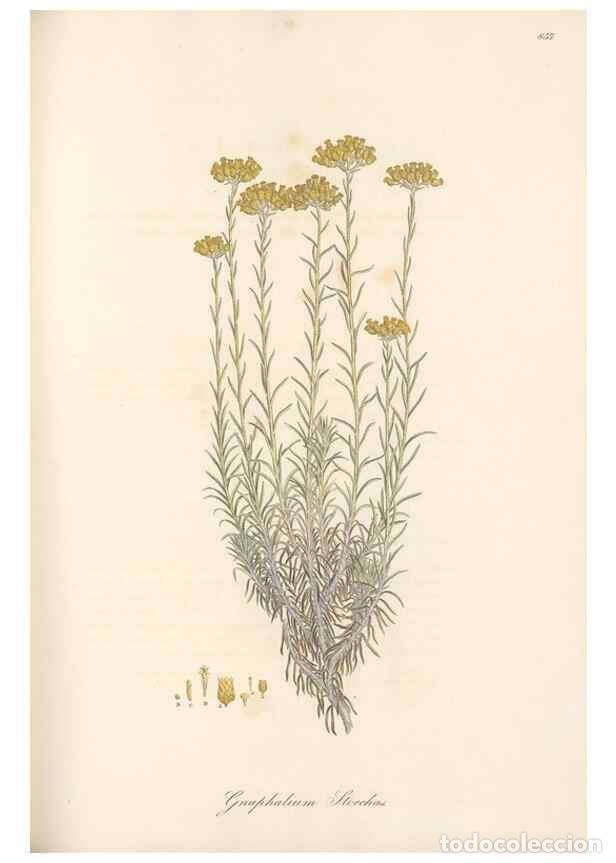 Collection Magazines and Newspapers: Reproducci&oacute;n/Reproduction 49579903936: Flora Graeca, sive, Plantarum rariorum historia, quas in prov