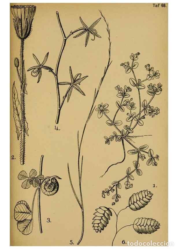 Collection Magazines and Newspapers: Reproducci&oacute;n/Reproduction 49579027108: Die Pflanzenwelt Dalmatiens /. Leipzig :W. Klinkhardt,1911..