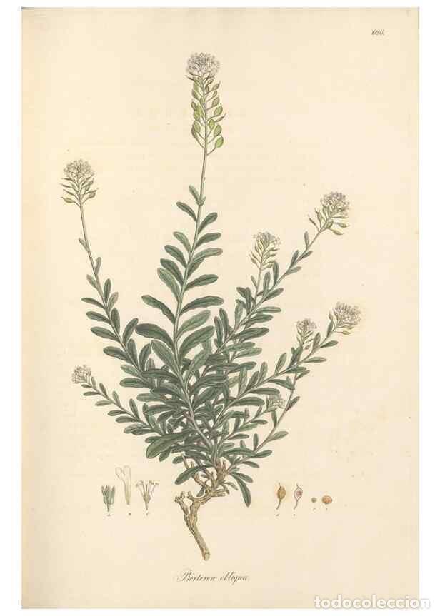 Sammeln von Zeitschriften und Zeitungen: Reproducci&oacute;n/Reproduction 49557980357: Flora Graeca, sive, Plantarum rariorum historia, quas in prov
