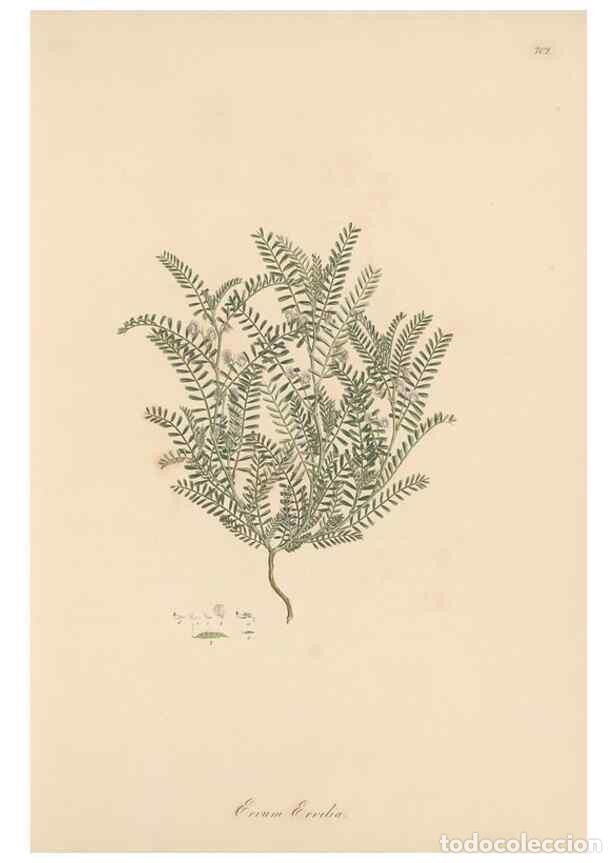 Sammeln von Zeitschriften und Zeitungen: Reproducci&oacute;n/Reproduction 49580038472: Flora Graeca, sive, Plantarum rariorum historia, quas in prov