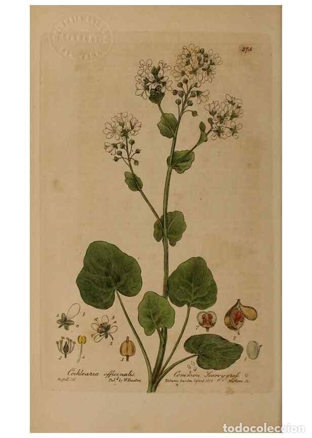 Sammeln von Zeitschriften und Zeitungen: Reproducci&oacute;n/Reproduction 49787613333: British phaenogamous botany,. Oxford,Published by the author,