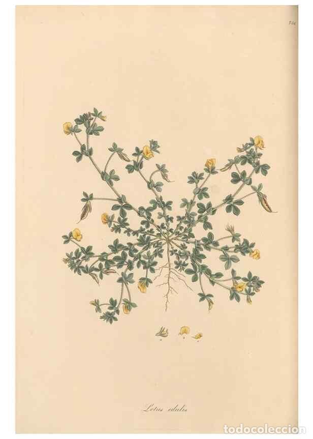 Sammeln von Zeitschriften und Zeitungen: Reproducci&oacute;n/Reproduction 49579831516: Flora Graeca, sive, Plantarum rariorum historia, quas in prov