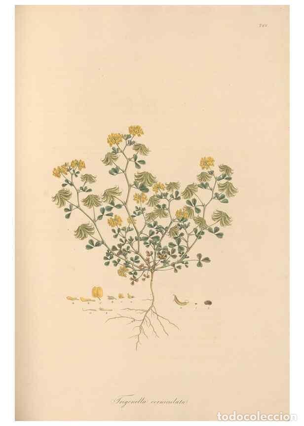 Sammeln von Zeitschriften und Zeitungen: Reproducci&oacute;n/Reproduction 49579329568: Flora Graeca, sive, Plantarum rariorum historia, quas in prov