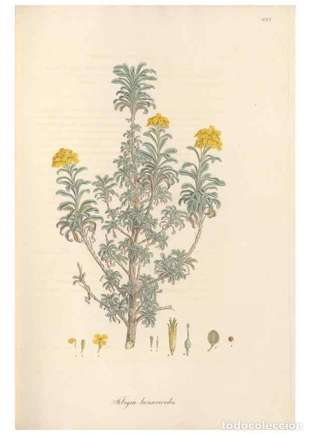 Sammeln von Zeitschriften und Zeitungen: Reproducci&oacute;n/Reproduction 49557248648: Flora Graeca, sive, Plantarum rariorum historia, quas in prov